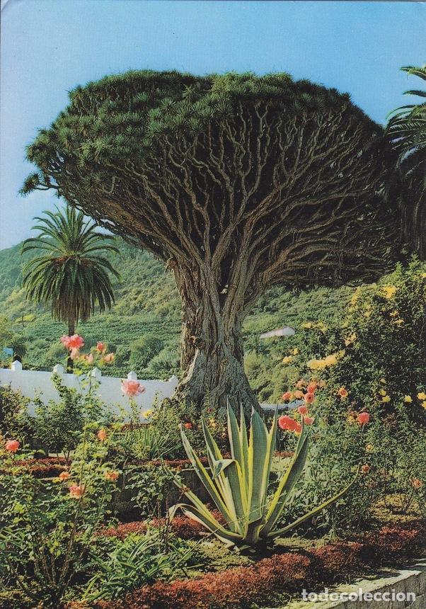 Postais: Postal 60014: Icod de los vinos (Tenerife) - Varios