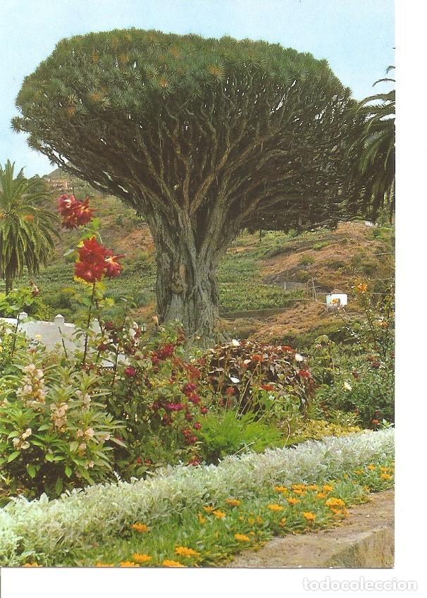 Cartoline: Postal 033255 : Icod (Tenerife). Drago milenario - Varios