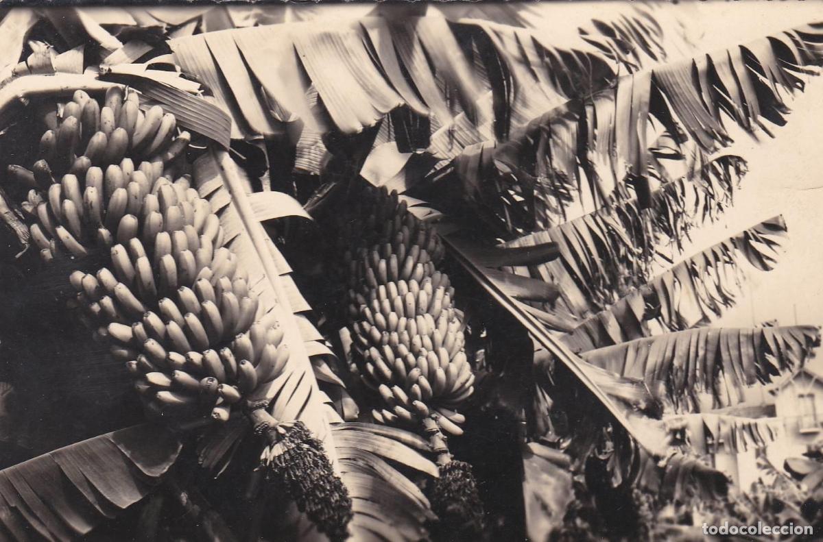 Cartoline: POSTAL B8645: LAS PALMAS: PLATANERAS - Varios