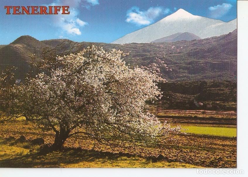 Cartes Postales: Postal 040745 : Tenerife (Canarias). Almendro en flor. Teide - Varios