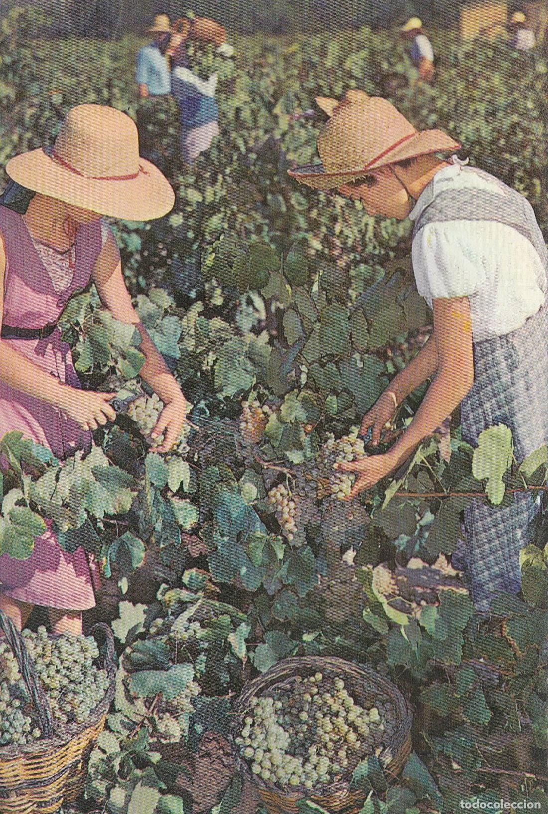Postales: POSTAL B9405: CAVAS CODORNIU: VENDIMIA - Varios