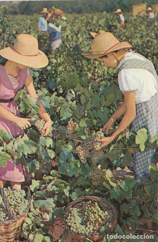 Postales: POSTAL B9961: CAVAS CODORNIU: VENDIMIA - Varios