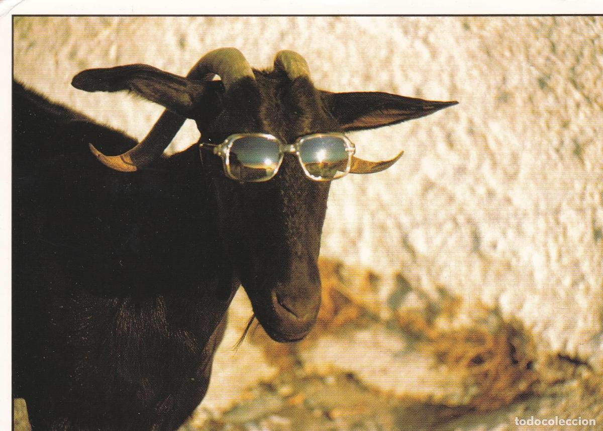 Postales: POSTAL B11618: POSTAL DE TORO CON GAFAS DE SOL. - Varios