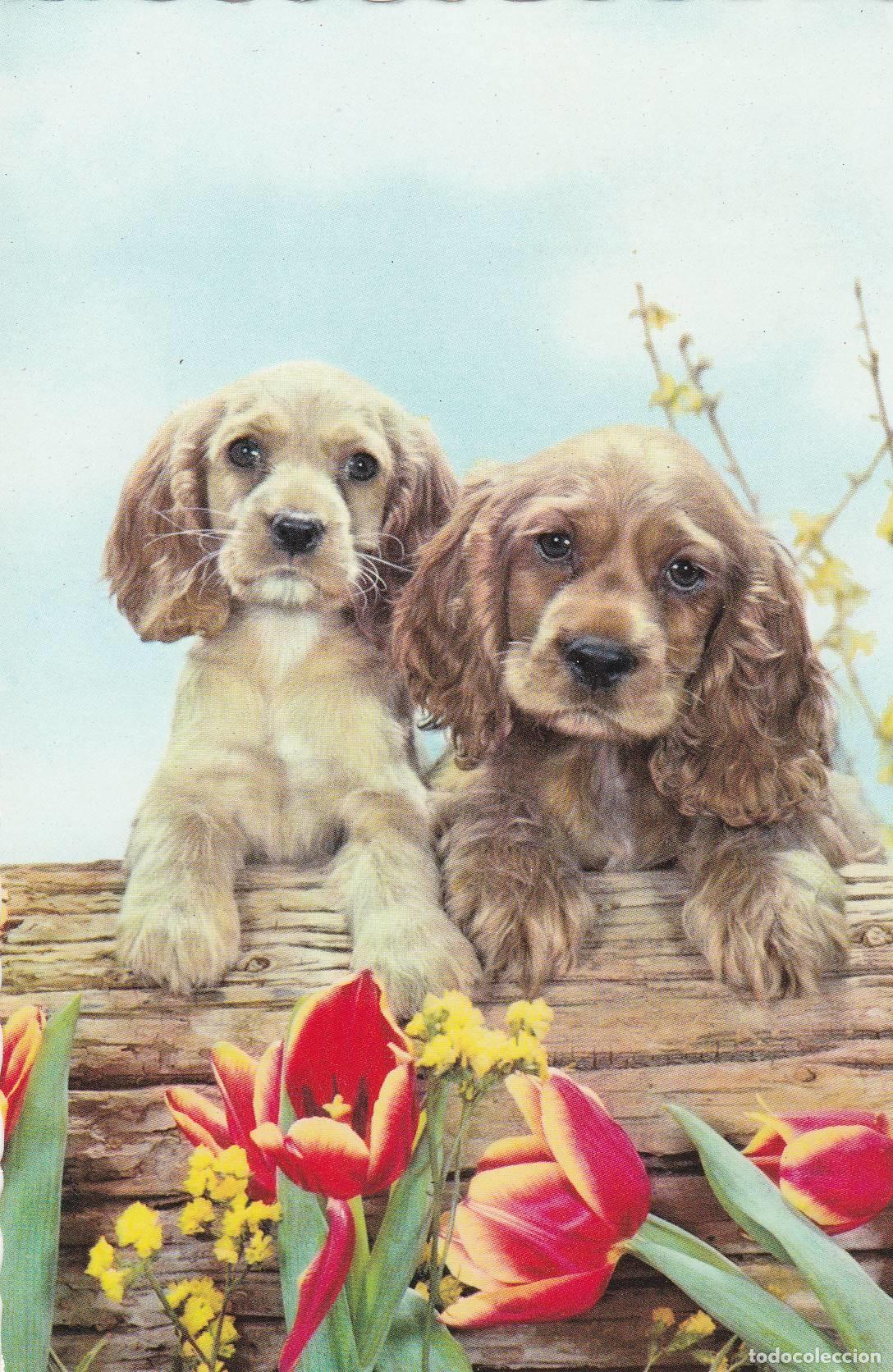 Postkarten: POSTAL B6075: PINTURA DE DOS CANINOS RAZA COCKER SPANIEL - Varios
