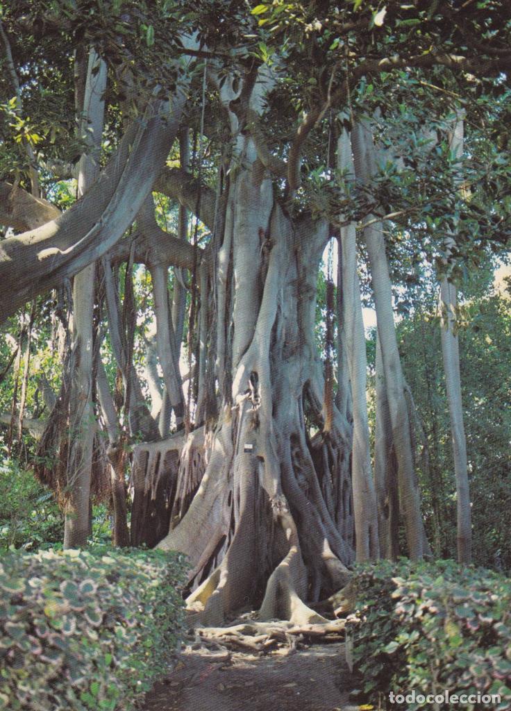 Postales: POSTAL B11732: TENERIFE: JARDIN BOTANICO