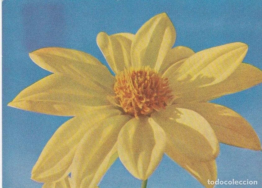 Postales: POSTAL B6162: DALIA - Varios
