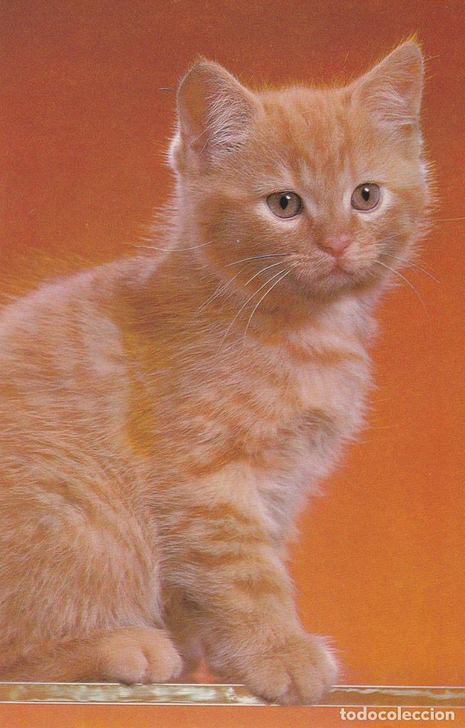Cartes Postales: POSTAL B12134: COLECCI&Oacute;N ANIMALES. EL GATO