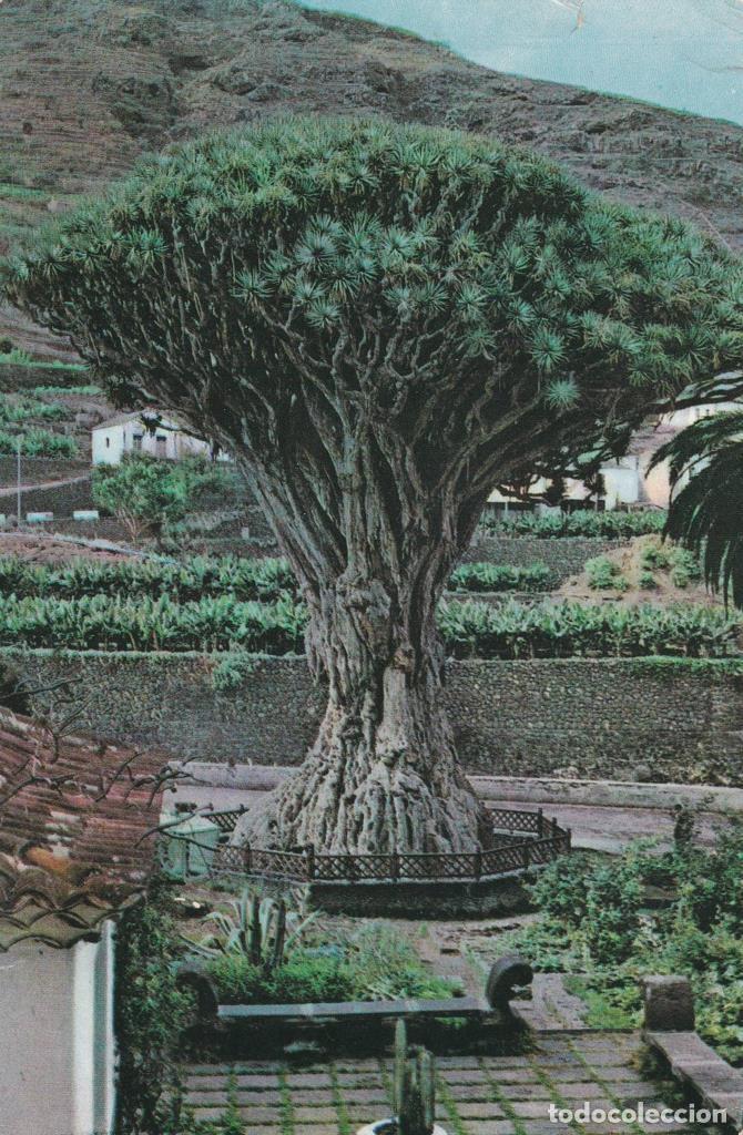 Postales: POSTAL B12165: TENERIFE: ICOD DE VINOS - NULL