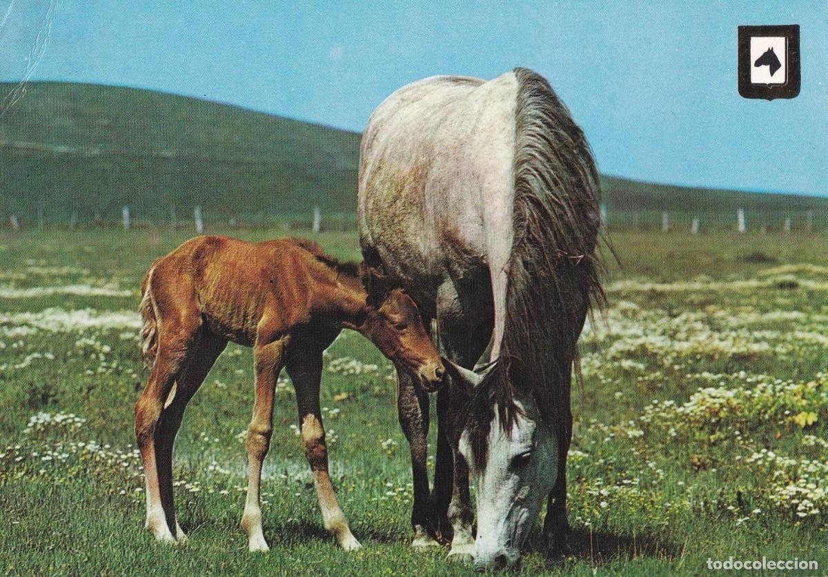 Postkarten: POSTAL B11908: PALMA DE MALLORCA: LA CATEDRAL - NULL
