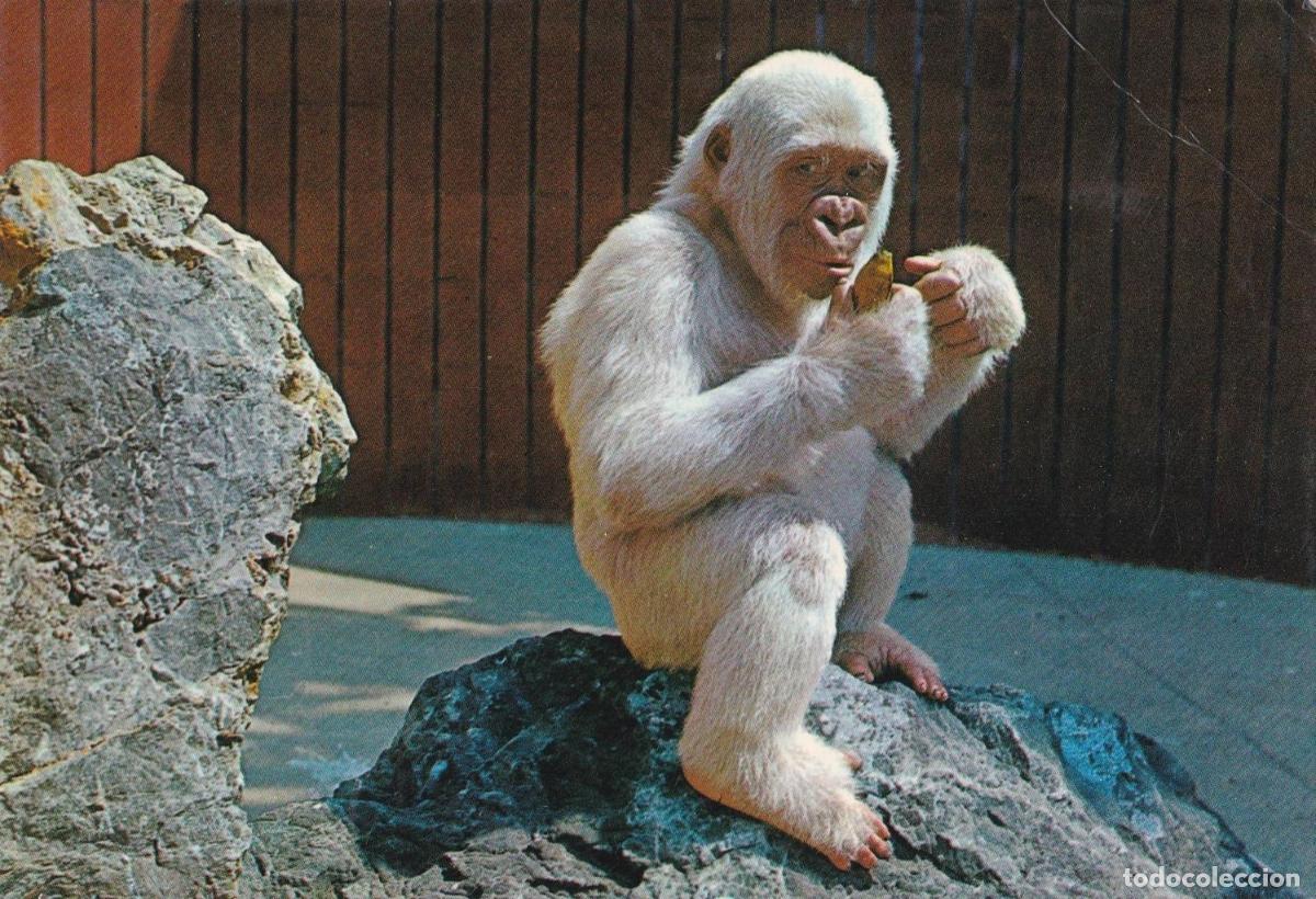 Postkarten: POSTAL B12311: ZOO BARCELONA: GORILA ALBINO - NULL