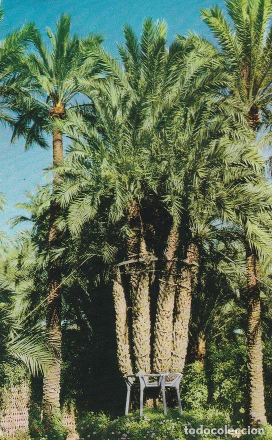 Cartoline: POSTAL B7471: ELCHE: PALMERA IMPERIAL - Varios