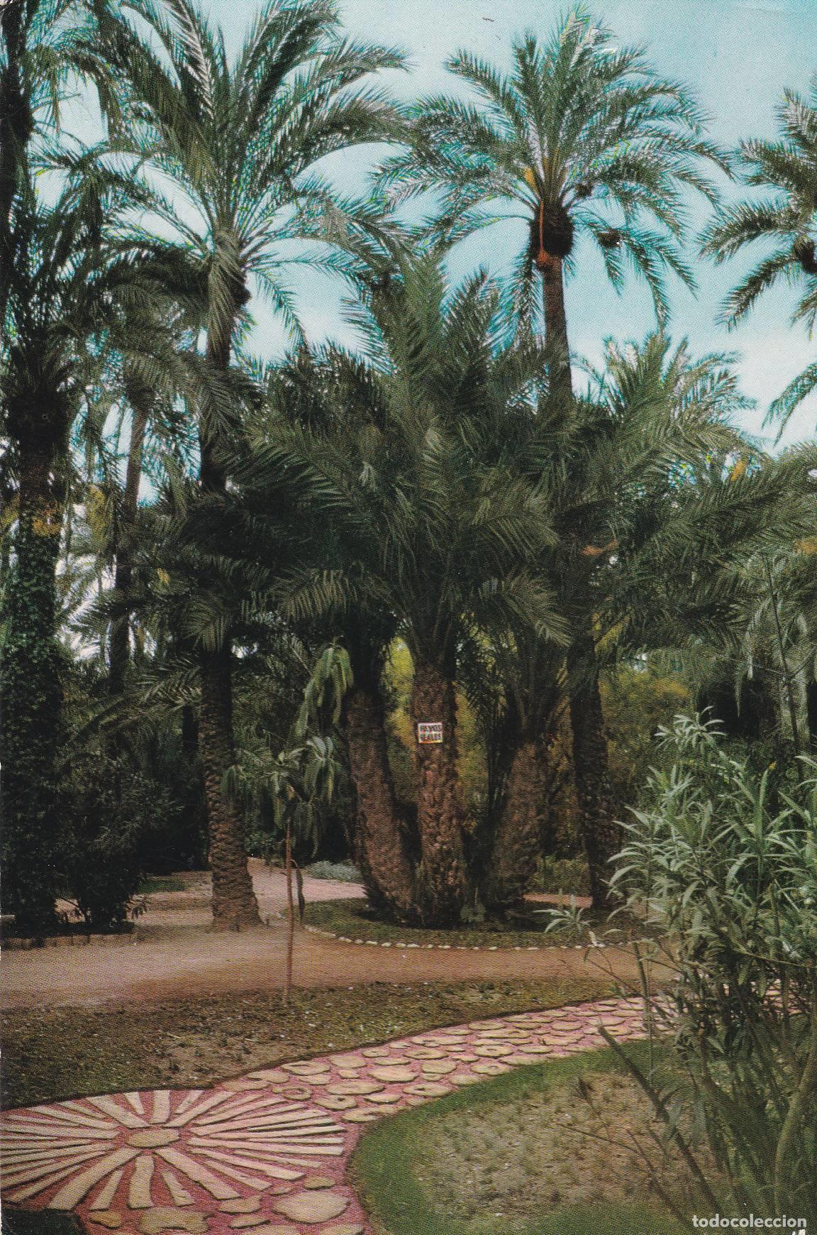 Postkarten: POSTAL B7501: ELCHE: PALMERAS DEL HUERTO DEL CURA - Varios