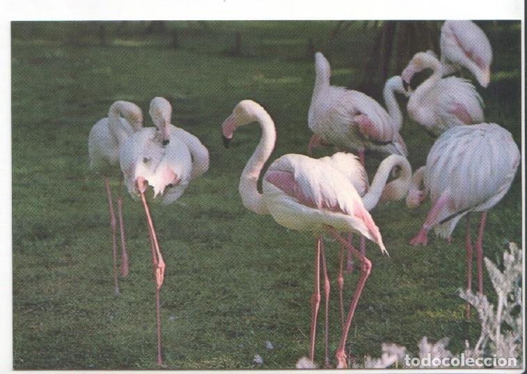 Postcards: Postal JC0780: Barcelona. Parque Zoologico. Flamencos - NULL