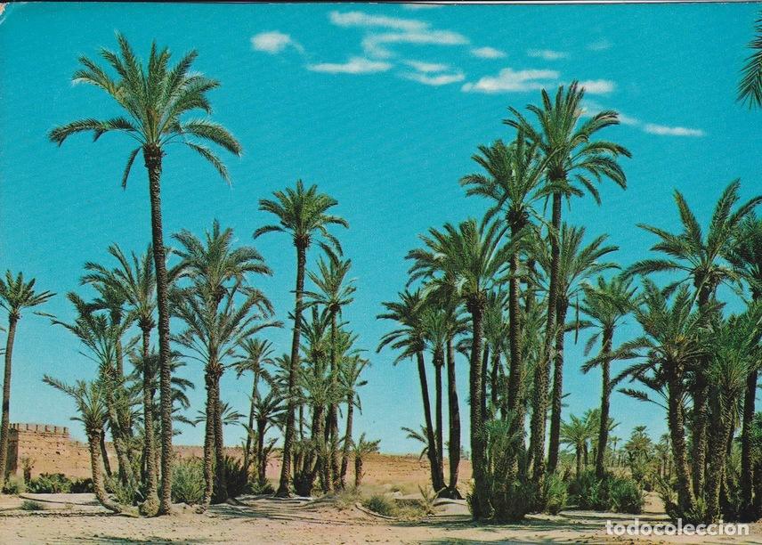 Postales: POSTAL B7625: MARRAKECH: PALMERAL - Varios - Foto 1