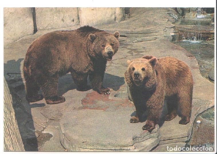 Postais: Postal JC0783: Barcelona. Parque Zoologico. Oso de Siberia