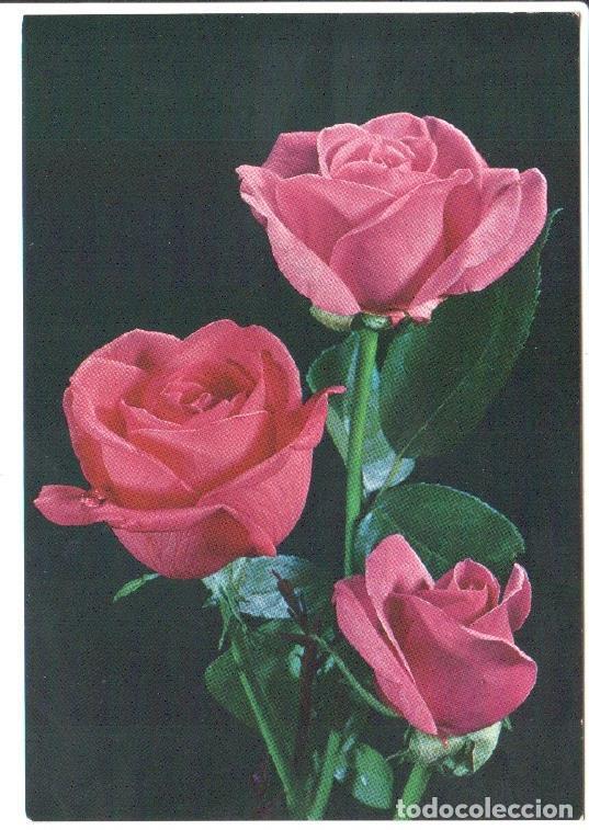 Postkarten: Postal JC0836: Tres rosas color rosa con rocio