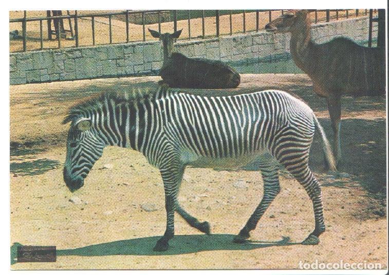 Postkarten: Postal JC0779: Barcelona. Parque Zoologico. Cebra - NULL