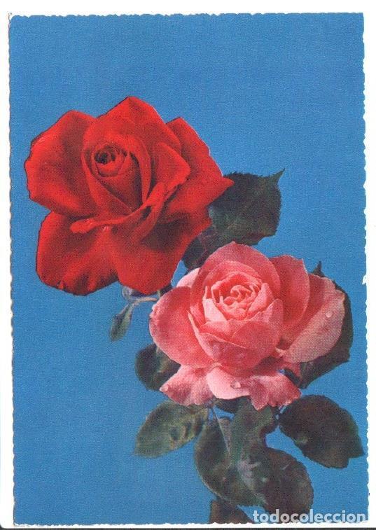 Postales: Postal JC0844: Una Rosa roja y otra de color rosa. Postal dentada - NULL