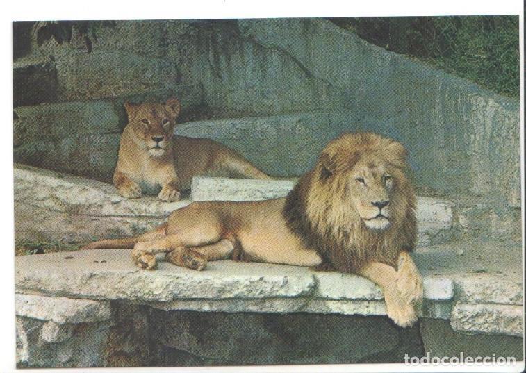 Postcards: Postal JC0784: Barcelona. Parque Zoologico. Leones - NULL
