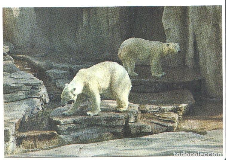 Postkarten: Postal JC0816: Parque Zoologico de Barcelona. Oso polar
