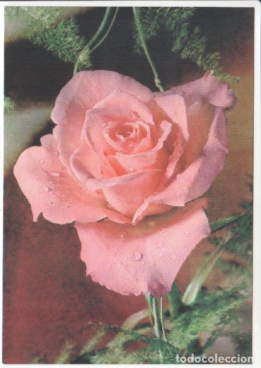 Postales: Postal JC0828: Rosa de color rosa con rocio
