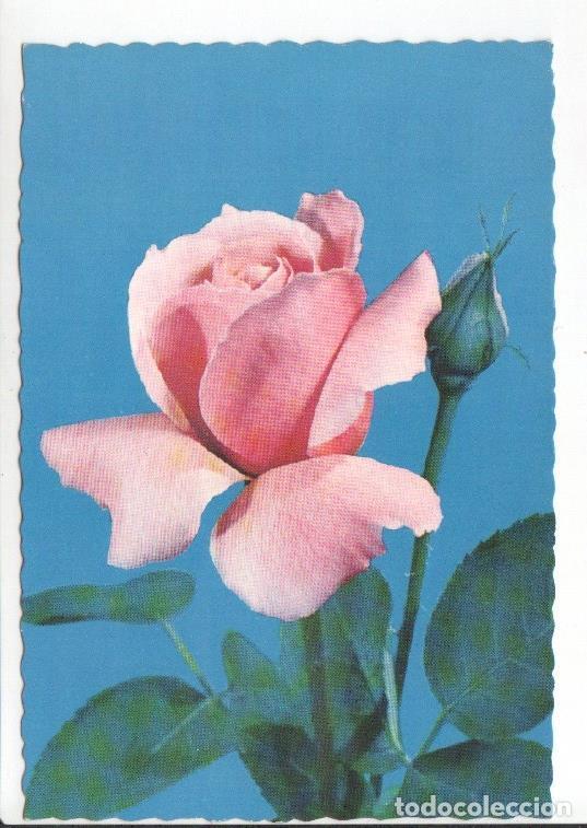 Cartes Postales: Postal JC0835: Rosa color rosa. Postal dentada - NULL