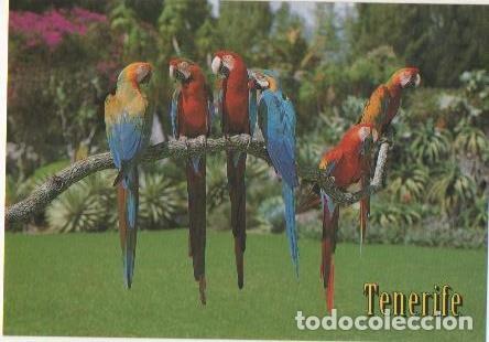 Cartoline: Postal E00033: llamativos Loros, Tenerife - Varios