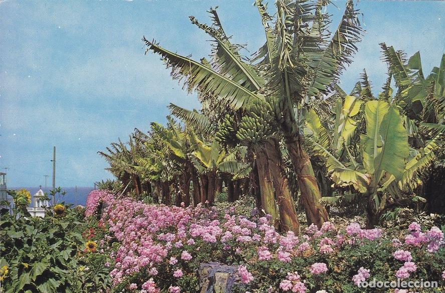 Cartoline: Postal 60079: Geranios y plataneros (Tenerife) - Varios