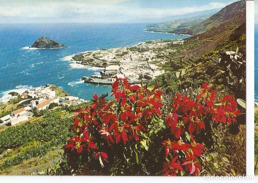 Cartoline: Postal 046262 : Garachico (Tenerife. En primer plano flores de Pascua - Varios