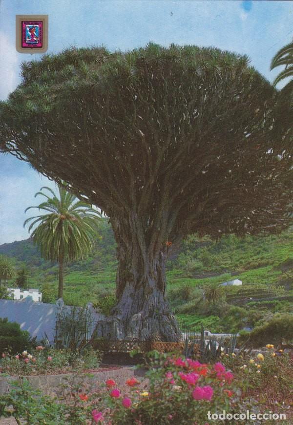 Postais: Postal 60277: Icod de los Vinos (Tenerife) - Varios