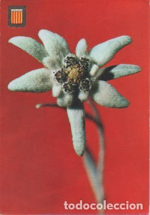Postkarten: Postal E01684: Flor de Neu, Pirineo Catal&agrave;, Girona - Varios
