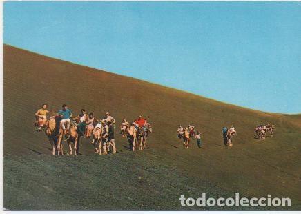 Postales: Postal E01414: Camellos en la Monta&ntilde;a del Fuego, Lanzarote, - Varios