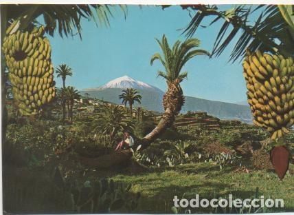 Postcards: Postal E01424: Plataneros y El Teide, Tenerife - Varios