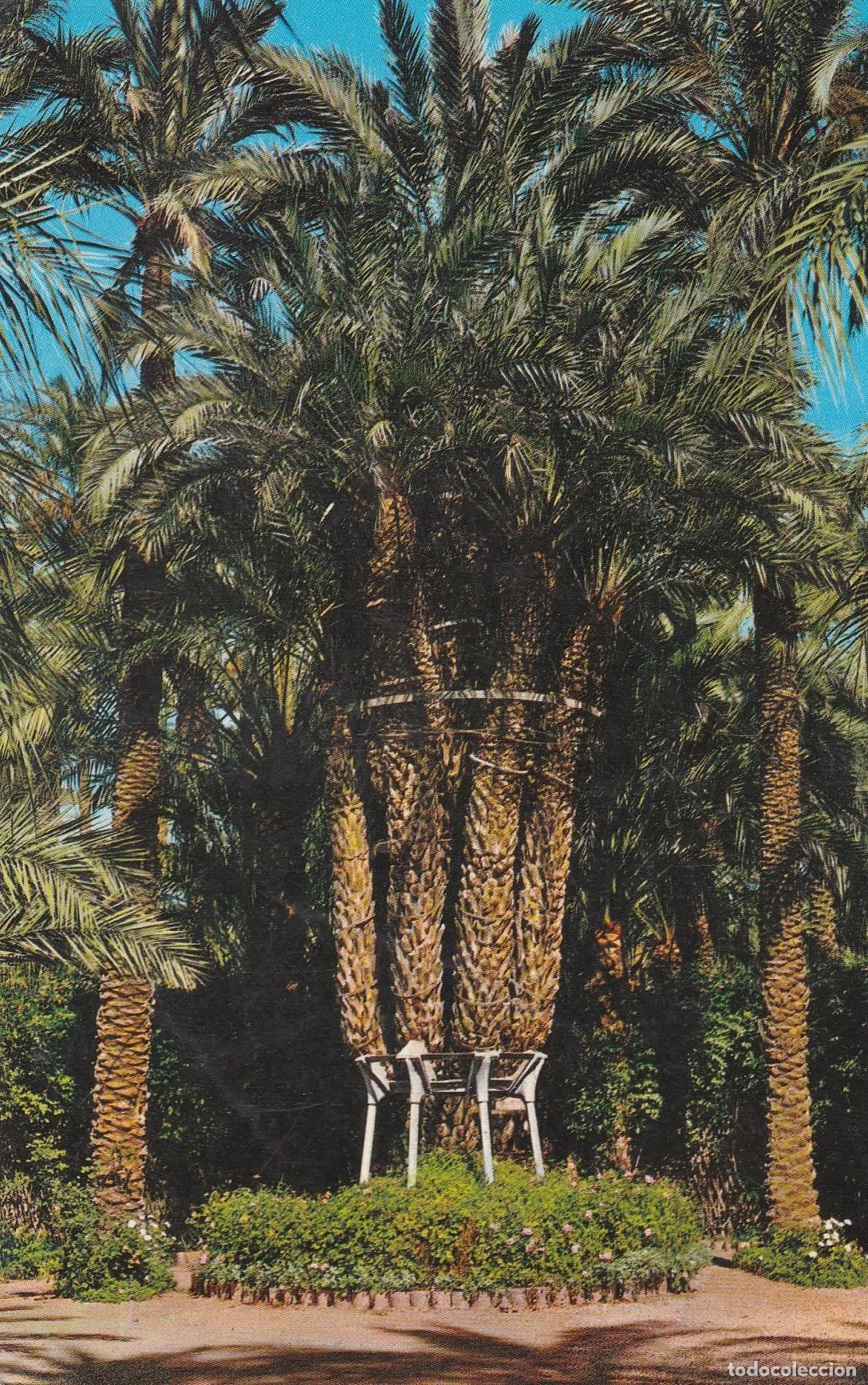 Postkarten: POSTAL B9911: ELCHE: HUERTO DEL CURA - Varios