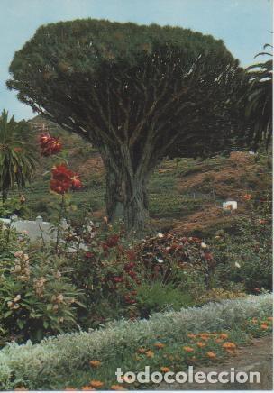 Postales: Postal E04999: Drago Milenario. Icod, Tenerife - Varios