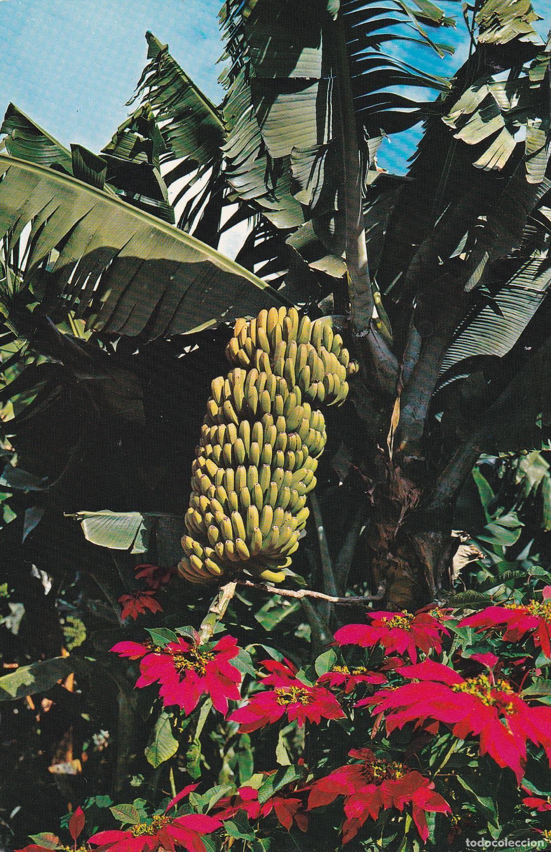 Postales: POSTAL B11154: TENERIFE: FLORA TIPICA: DIVERSOS ASPECTOS - Varios