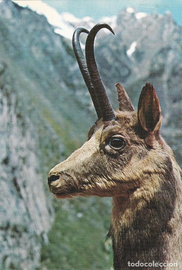 Postcards: POSTAL B11186: REBECO: TROFEO ABADIAS - Varios