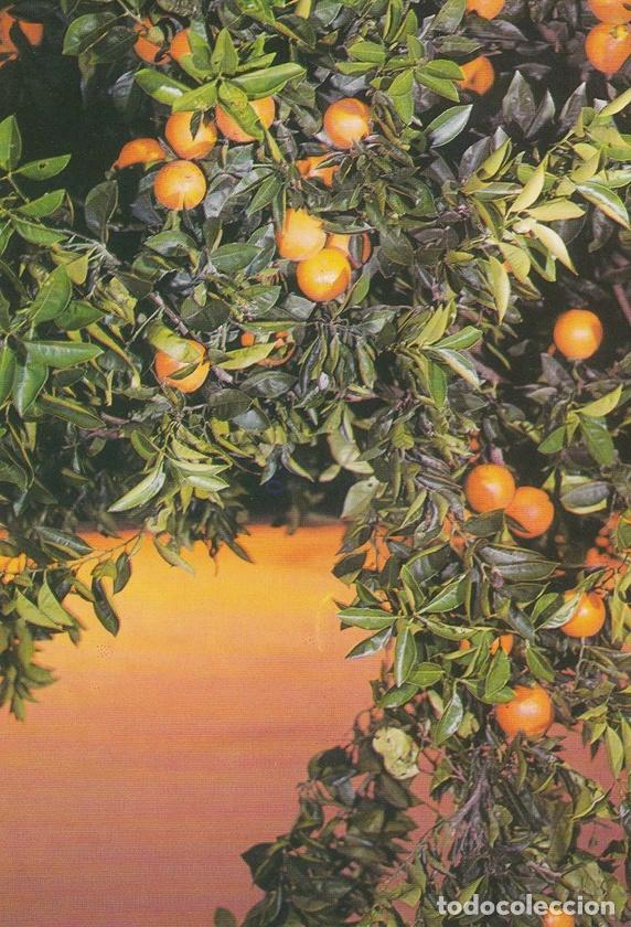 Postcards: POSTAL B11190: VALENCIA: FRUTAS TIPICAS. NARANJAS - Varios
