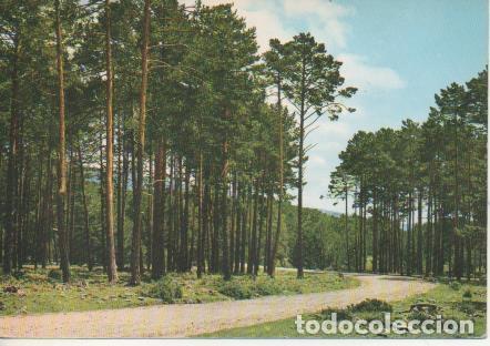 Postcards: Postal E06157: Pinares-Vinuesa. Soria - Varios