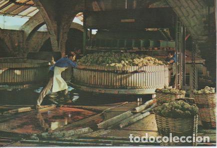 Postales: Postal E05791: Prensada de la uva. Cavas Codorniu <acorde&oacute;n> - Varios