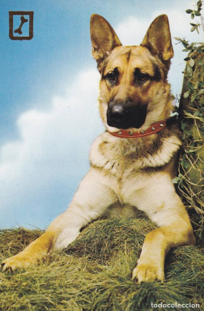 Postales: POSTAL B12116: COLECCI&Oacute;N ANIMALES. ALEMAN - Foto 1