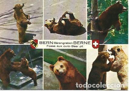 Postales: POSTAL L00983: Osos, Berna - Foto 1