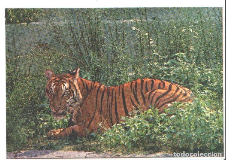 Postcards: Postal JC0782: Barcelona. Parque Zoologico. Tigre de Bengala - NULL