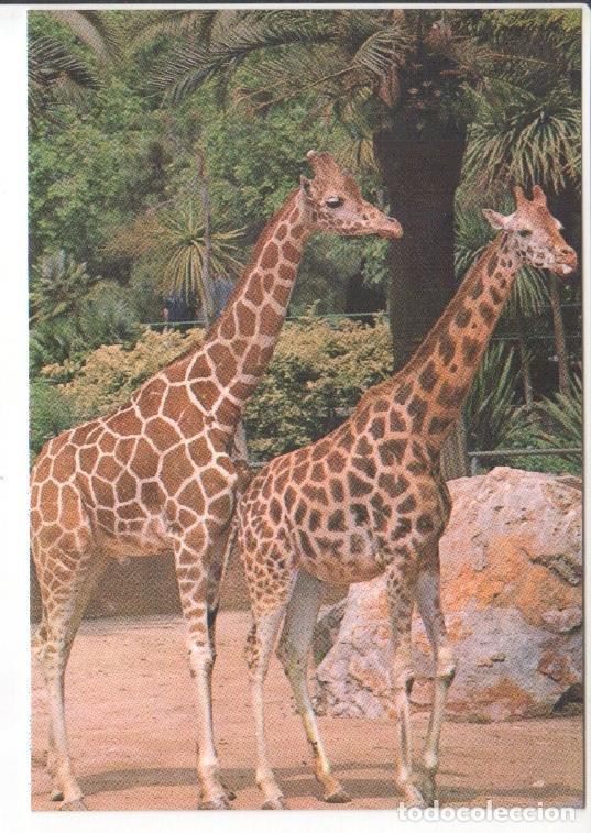 Cartoline: Postal JC0781: Barcelona. Parque Zoologico. Jirafas - NULL