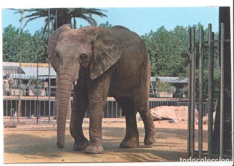 Cartoline: Postal JC0815: Parque Zoologico de Barcelona. Elefante Africano - NULL