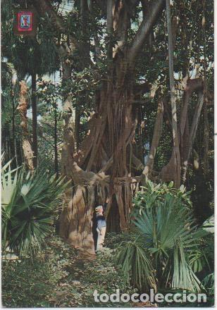 Postais: Postal E00086: Arbol de Caucho, La Oratava, Tenerife - Varios