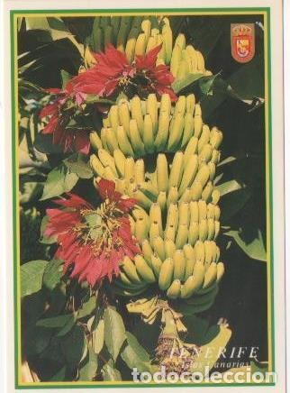 Postales: Postal E00024: Platanos, Tenerife - Varios - Foto 1