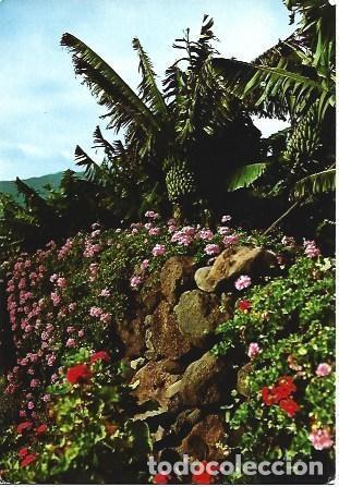 Postais: POSTAL L03317: Geranios en Tenerife - NULL