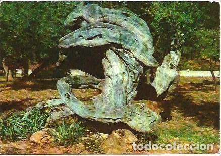 Postales: POSTAL L03036: Olivo milenario en Soller, Mallorca - Foto 1
