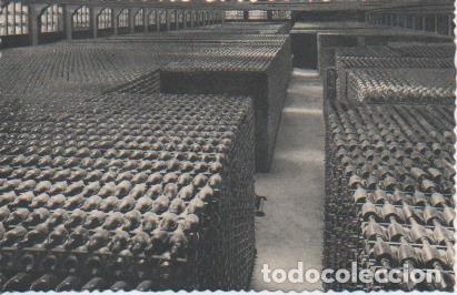 Postales: Postal E06940: Postal B/N Casa Codorniu- San Sadurn&iacute; de Noya (Espa&ntilde;a). Botellas envejeciendo - Vario